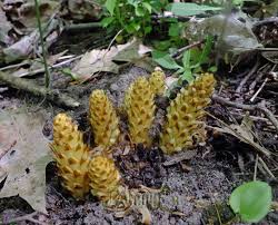 Image result for Ancylobothrys robusta