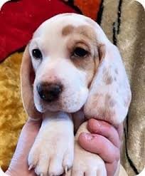 Bella the female is still a pup and we are still waiting to see what she's going to be like. St Louis Mo Basset Hound Beagle Mix Meet 10 Adorable Bugaboos A Puppy For Adoption Http Www Adoptapet Com Pet 17735993 Basset Hound Mix Beagle Puppies