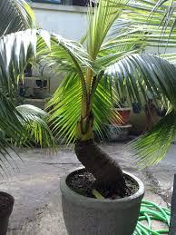 39 Cara Membuat Bonsai Bambu Hijau Terbaru Cahunit Com