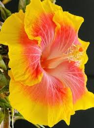 We did not find results for: Pin On Flowers