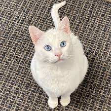 Maybe you would like to learn more about one of these? Friends Of Felines Stamford Ct Home Facebook