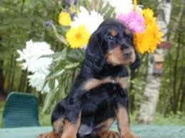 We did not find results for: Gordon Setter Puppies For Sale
