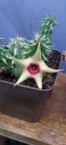Image result for Huernia verekeri