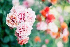 Maybe you would like to learn more about one of these? Rose Flower Meaning And Symbolism Ftd Com