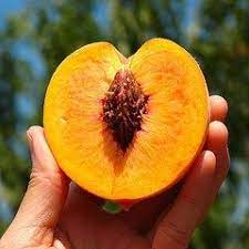 How To Grow A Peach Tree From A Peach Pit Springs Off The Grid Cultivo De Arboles Frutales Semillas De Arbol Plantas Jardin