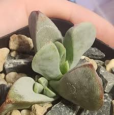 Image result for Aizoaceae