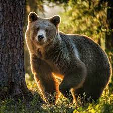 These contrast with benign tumors, which do not spread. The Spirit Animal That Best Represents Your Zodiac Sign Yourtango