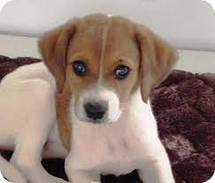Search for yellow labrador retriever rescue dogs for adoption near gladwin, michigan. Kalamazoo Mi Labrador Retriever Meet Scout Lynn A Pet For Adoption