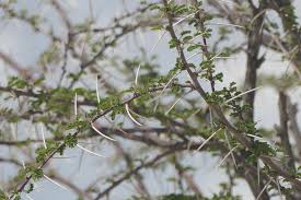 Image result for Acacia nebrownii