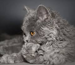 Meet The Cat Breed The Selkirk Rex A New Rare Poodle Cat Cat Breeds Cats Selkirk Rex