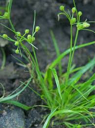 Image result for Fimbristylis complanata