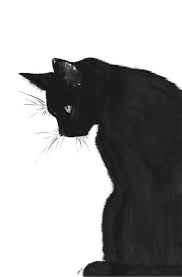 I feel for this cat. 120 Cat Got Your Tongue Ideas Cat Art Crazy Cats Cat Drawing