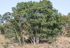 Image result for Heteropyxis natalensis