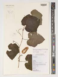 Image result for Raphidiocystis jeffreyana