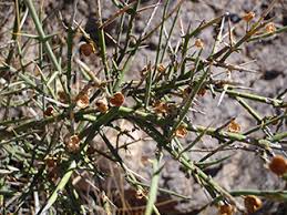 Image result for Rhynchosia micrantha