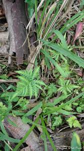 Image result for Doryopteris concolor