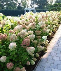 Freiland Hortensienhecke Weiss Rose Hortensien Garten Garten Garten Bepflanzen