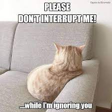 Classic Cat Behavior Funny Cat Memes Cat Jokes Funny Cats