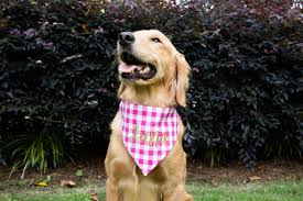 Pink Plaid Personalized Dog Bandana Dog Bandana Plaid Dog Bandana Dog Person