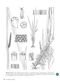 Image result for Gonatopus petiolulatus