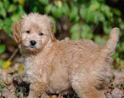 Our puppies are white, cream, apricot, light brown, dark brown an… Heartland Goldens And Mini Goldendoodles Goldendoodles And Golden Retrievers Yorktown Breeders Puppies In