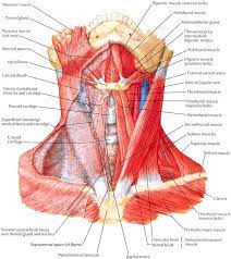 Human neck anatomy, human neck bones, human neck glands, human neck muscles, human spine diagram, neck anatomy lymph nodes, neck, human neck human throat anatomy 7 photos of the human throat anatomy activate javascript epiglottis, human larynx, human neck anatomy. Neck Muscles Structure Exercises Problems Diagnosis Treatments Muscleseek