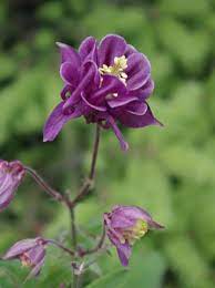 Columbine Flower Nz Best Flower Wallpaper