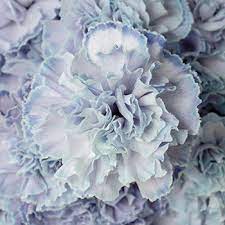 Due to the flexible design of wreath individually adapts to the shape of the head. Dusty Blue Wedding Flower Carnations Diy Wedding Flowers Fiftyflowers