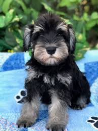 The miniature schnauzer comes in a variety of colors other than the standard black, black and silver, and salt and pepper. Phantom Black And Silver Schnauzer