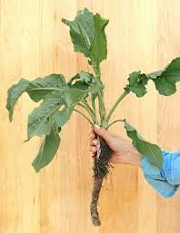 Common weeds tall plant with yellow flowers identification. Weed Identification Guide Better Homes Gardens