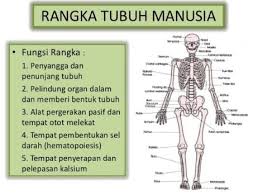 Tulang badan merupakan kelompok tulang yang membentuk badan. Sistem Rangka Pada Manusia Pengertian Fungsi Susunan