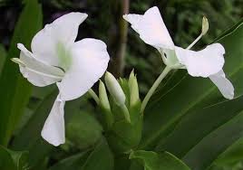 cubas national flower hd havana cuba flowers cuba