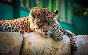 Imagenes para fondo de pantalla de pc de animales. Descargar Animales Para Escritorio Pc Fondo De Pantalla Hd Wallpaperbetter