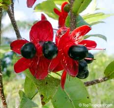Image result for Ochna