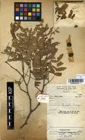Image result for Brachystegia utilis