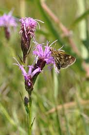 Image result for Indigofera cylindracea