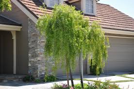 Image result for Maytenus