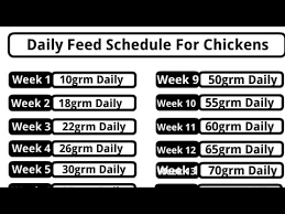 Poultry Farming Business Plan Feed Schedule For Chickens