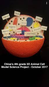 Animal cell project for 4th grade. 8 Pflanzenzellenmodell Ideen Pflanzenzellenmodell Naturwissenschaftsprojekte Biologie