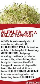 Alfalfa Is Extremely Rich In Carotene Vitamin K Chlorophyll Amino Acids It Is Helpful In Treatin Natural Cure For Arthritis Natural Medicine Natural Cures