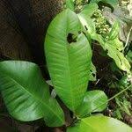 Image result for Manilkara obovata