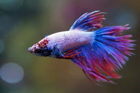 Delta Tail Bettas The Peak Of Greek Betta Source