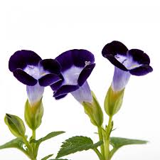 Image result for Torenia thouarsii