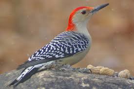 Gallery Of North American Woodpeckers