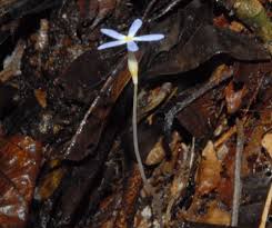 Image result for Voyria