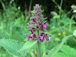 Image result for Stachys aculeolata