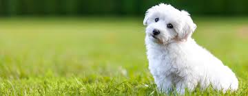 Toy dog breeds are ready to love, protect, and cuddle with their owner at all times. Toy Dog Breeds Sizes Personality Behaviour Purina