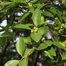 Image result for Fuirena microcarpa