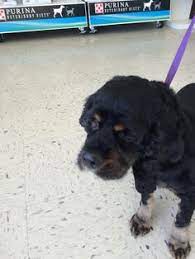 Many pet transport companies have impeccable safety records across thousands of transported pets. 30 Pet Transport Ideas Pet Transport Pet Shipping Pet Relocation