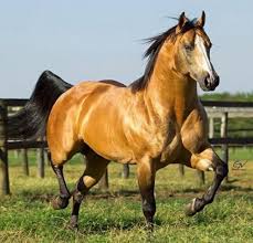 DUAL SPARK (4 palhetas) - LP Horses